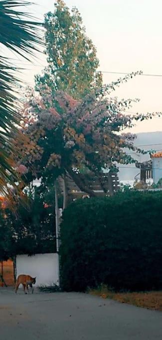 "Patra'S" Apartments Patra Poseidonion Екстер'єр фото